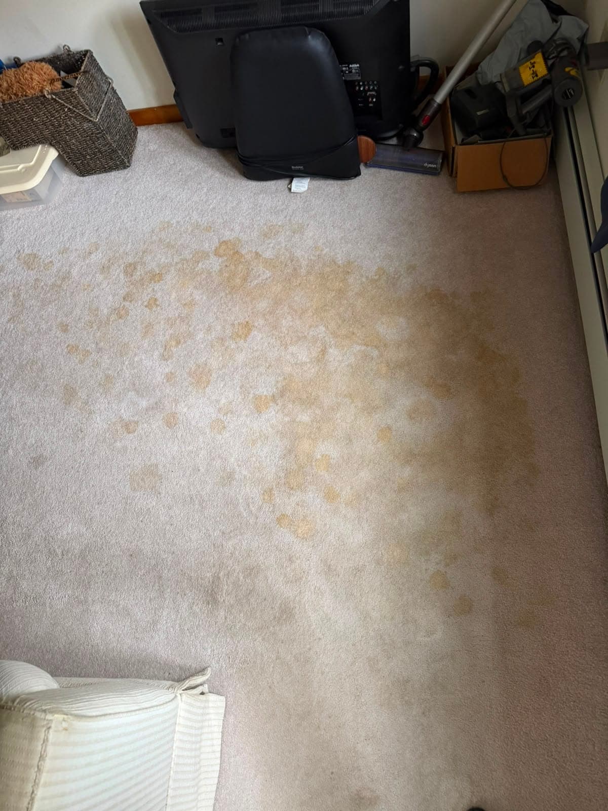 Pet stains and odors removed from carpet by professional treatment — before